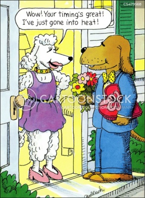 A gentleman dog is at the door, dressed in suit with flowers and Valentine's Day chocolates for his girlfriend, a poodle. She's also dressed for a romantic evening and says his timing is perfect.