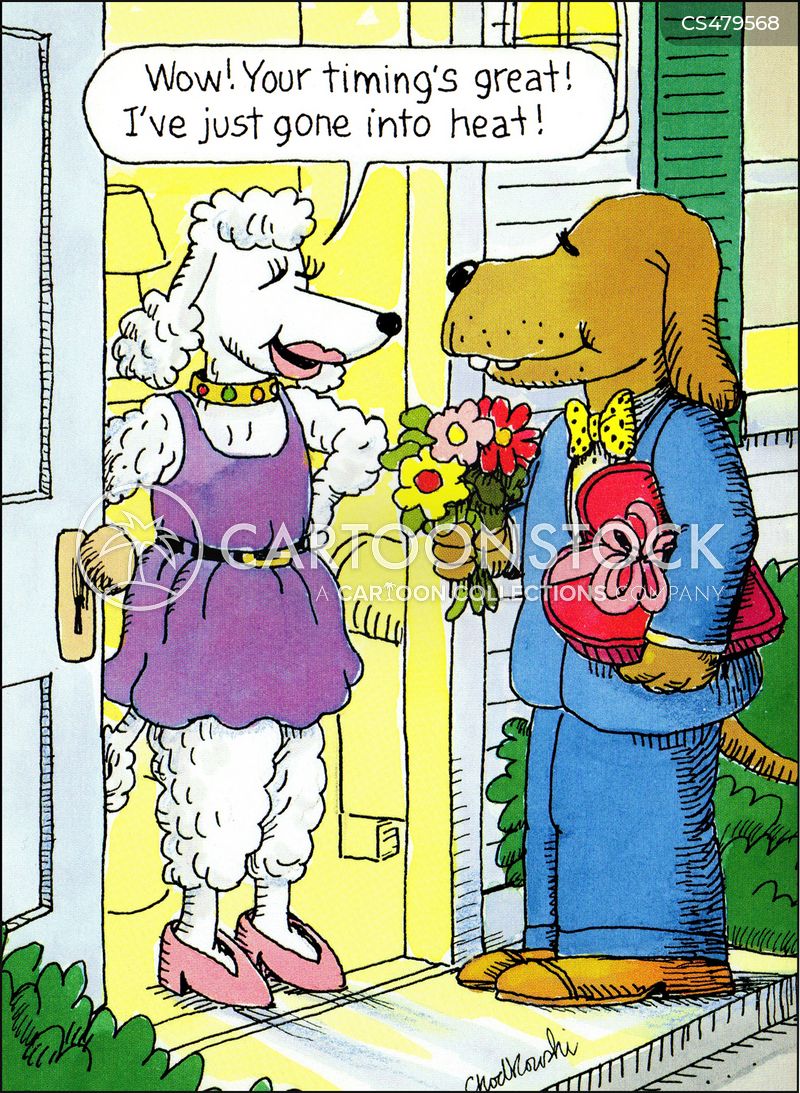 A gentleman dog is at the door, with flowers and candy for his girlfriend, a poodle. She's glad to see him, complimenting his timing. She just went into heat.