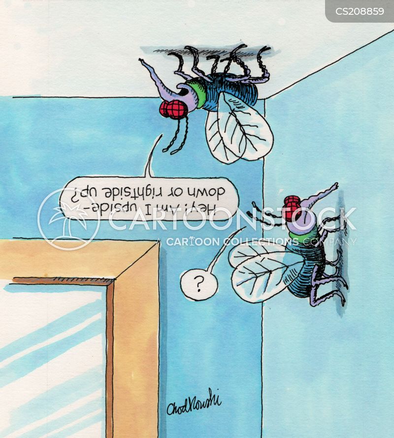 Two flies landed in a room. One asks the other if he's upside-down or rightside up?”
