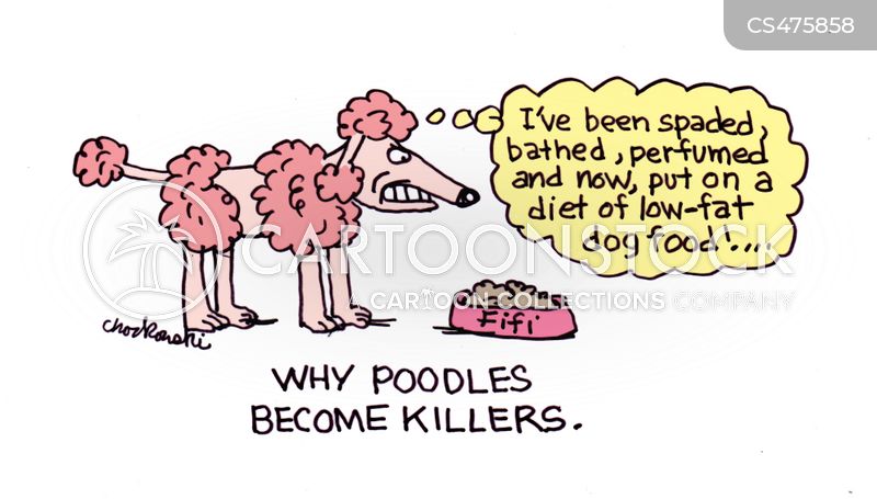 This poodle has suffered indignities getting an extreme cut with pom-poms and skin showing. Now it’s standing before the chow bowl, teeth clinched. thinking diet-food, too.