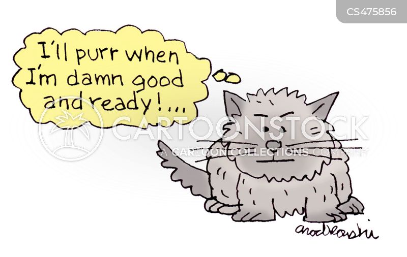 A determined kitty cat is staring at you and thinking: “I’ll purr when I’m damn good and ready.”