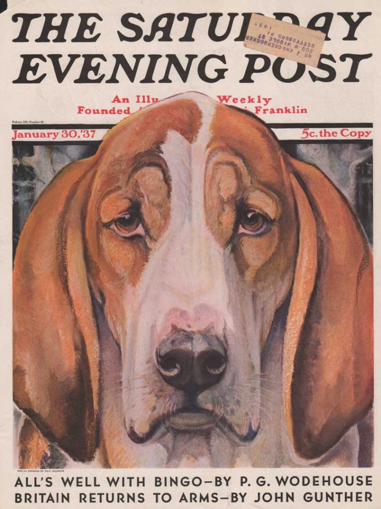 Cover of January 30, 1937 of the Saturday Evening Post. Bassett Hound's closeup of face. Illustrated by Paul Bransom.
