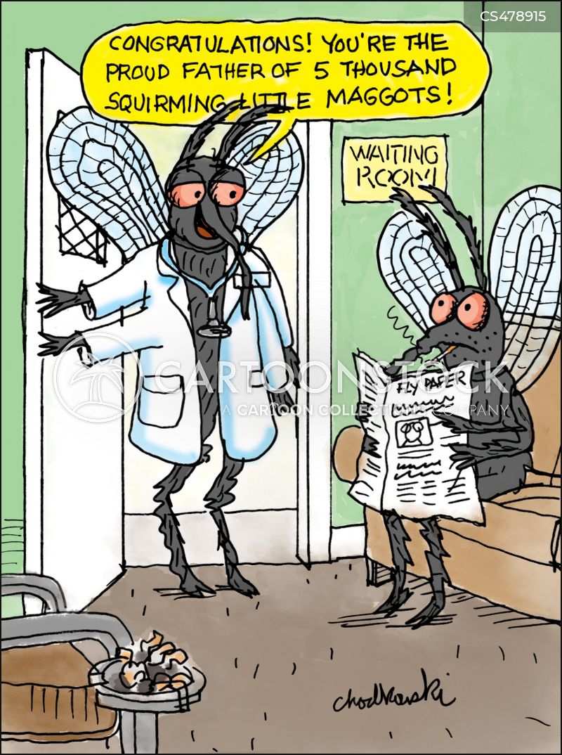 A fly is being congratulated on becoming the father of 5,000 squirming maggots.