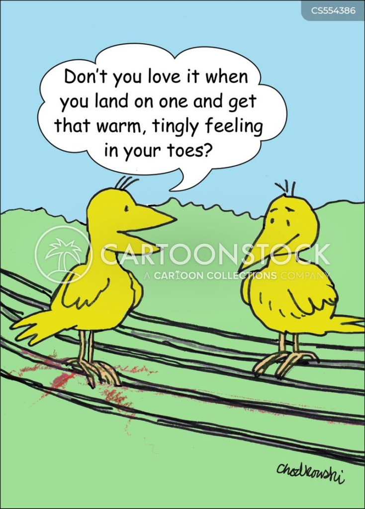 Cartoon. Two birds on telephone wires. One bird has excitement lines emanating from his feet and he’s saying, "Don't you love it when you land on one and get that warm, tingly feeling in your toes?"