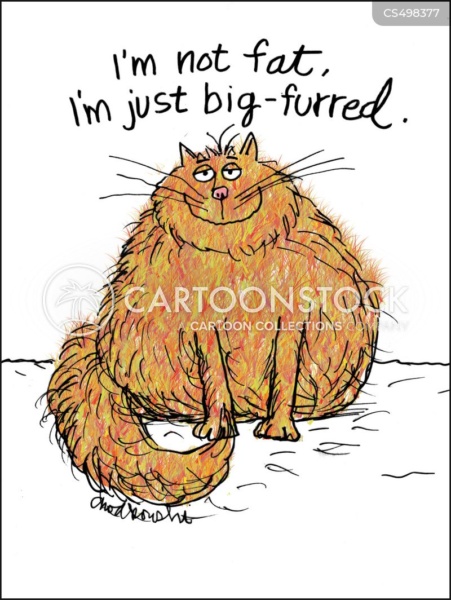 Cartoon of a fat orange cat with a happy grin saying he’s not fat just big-furred.