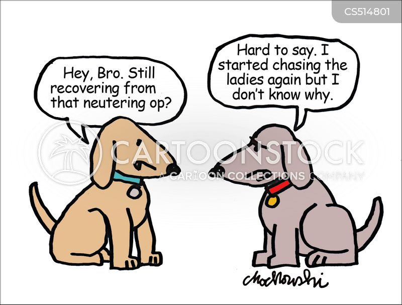 Cartoon. Two dogs are talking. One asks, "Hey, Bro. Still recovering from that neutering op?" The other answers, “Hard to say. I started chasing the ladies, again, but I don’t know why.”
