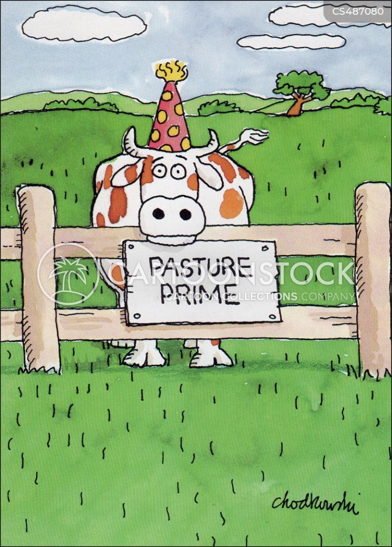 A lone cow is wearing a birthday party hat. She has her head resting on the rail of a fence and is staring out at you. A sign posted on the fence says: Pasture Prime