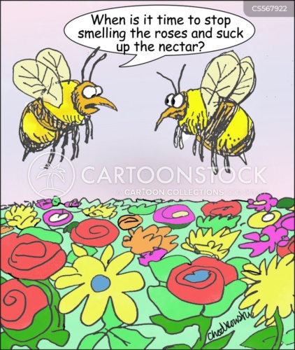Two bees in a flower garden wonder when it's time to stop smelling the roses and suck up the nectar.