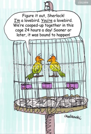 Cartoon. Two lovebirds are in a cage, sitting on perches, facing each other. One is saying, "Figure it out, Sherlock! I'm a lovebird. You're a lovebird. We're cooped-up together in this cage 24 hours a day! Sooner or later it was bound to happen."