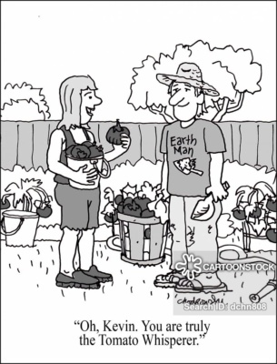 Cartoon of a woman admiring a neighbor’s tomatoes. He’s got a garden full. With an apparent gift basket of tomatoes in one hand a sample in the other, she practically swoons, saying, "Oh, Kevin. You are truly the Tomato Whisperer."